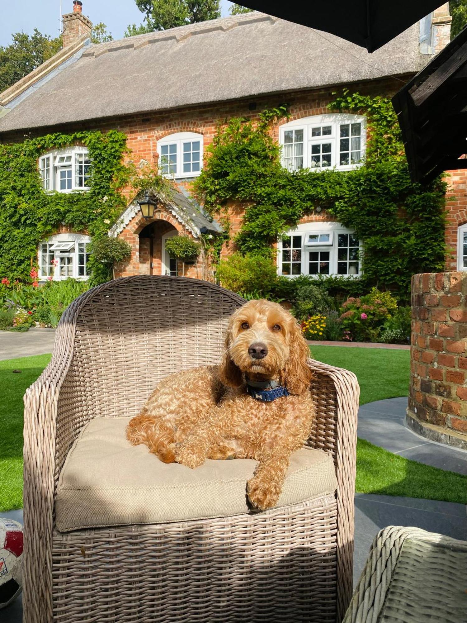Little Woodside A Beautiful New Forest Self Contained Private Luxury Annexe New Milton Eksteriør billede